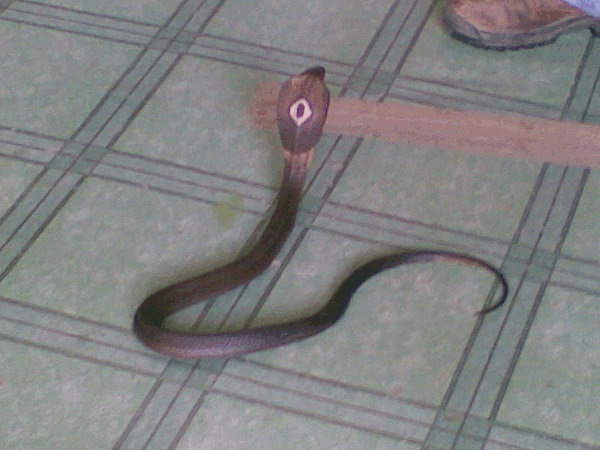 Monocular cobra (Snake Temple, Penang)