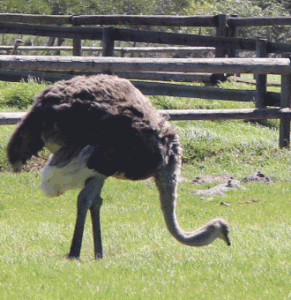 ostrich Ostrich science
